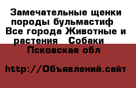 Замечательные щенки породы бульмастиф - Все города Животные и растения » Собаки   . Псковская обл.